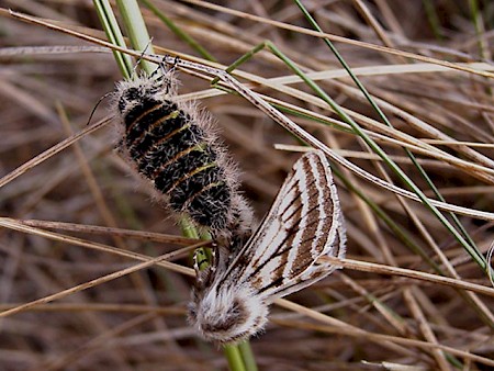 Belted Beauty Lycia zonaria