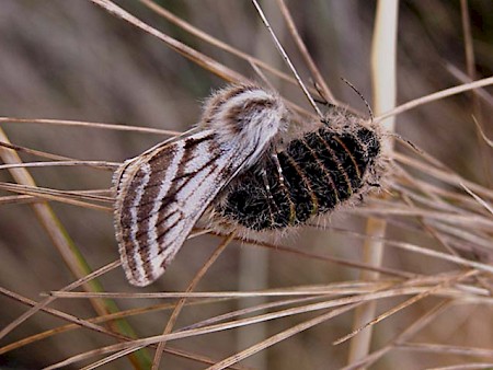 Belted Beauty Lycia zonaria