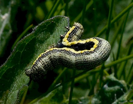 Belted Beauty Lycia zonaria