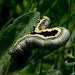 Larva • South Uist, Outer Hebrides • © Chris Johnson
