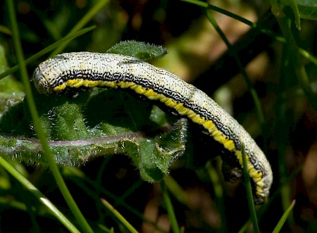 Belted Beauty Lycia zonaria