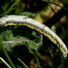 Larva • South Uist, Outer Hebrides • © Chris Johnson