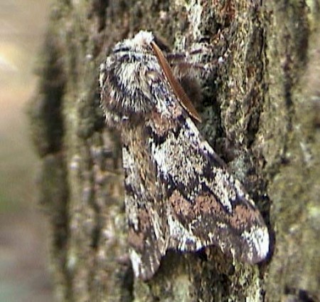 Oak Beauty Biston strataria