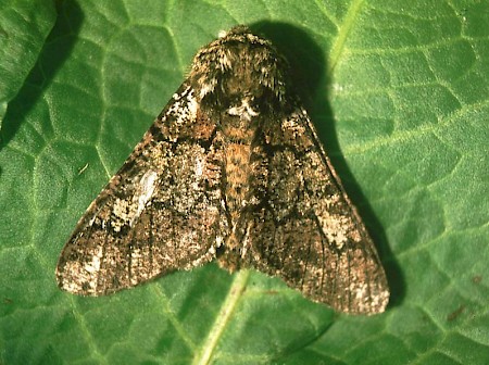 Oak Beauty Biston strataria