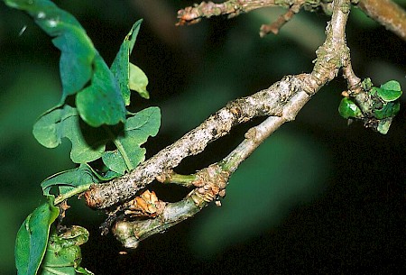 Oak Beauty Biston strataria