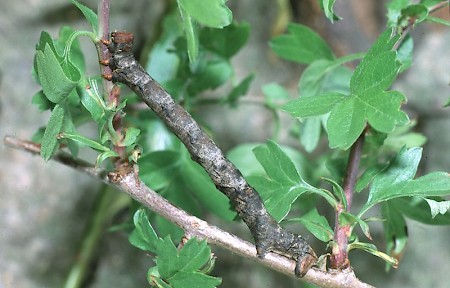 Oak Beauty Biston strataria