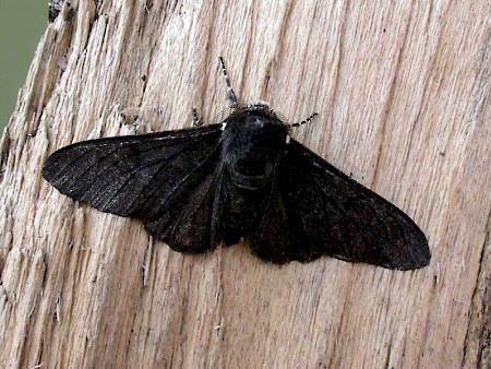 Peppered Moth Biston betularia