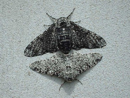 Peppered Moth Biston betularia