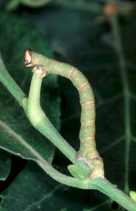 Peppered Moth Biston betularia