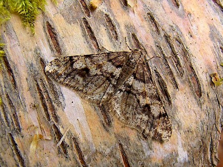 Spring Usher Agriopis leucophaearia