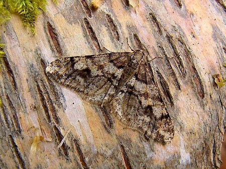 Spring Usher Agriopis leucophaearia