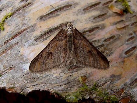 Spring Usher Agriopis leucophaearia