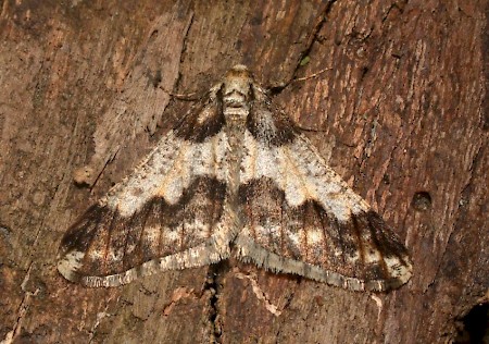 Spring Usher Agriopis leucophaearia