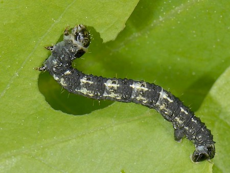 Spring Usher Agriopis leucophaearia