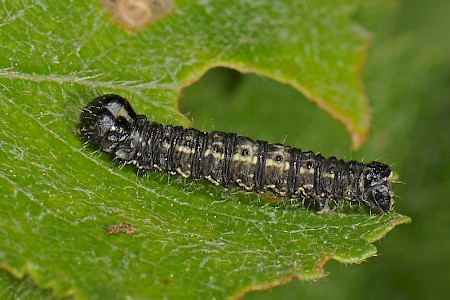 Spring Usher Agriopis leucophaearia