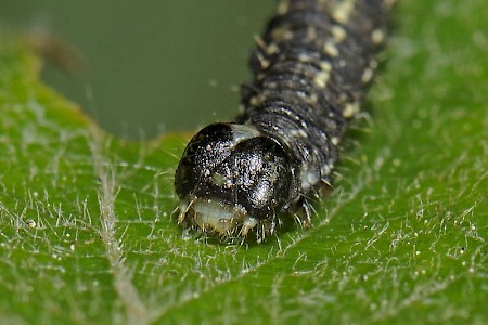 Spring Usher Agriopis leucophaearia