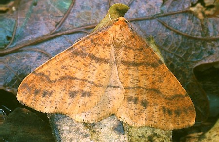 Scarce Umber Agriopis aurantiaria