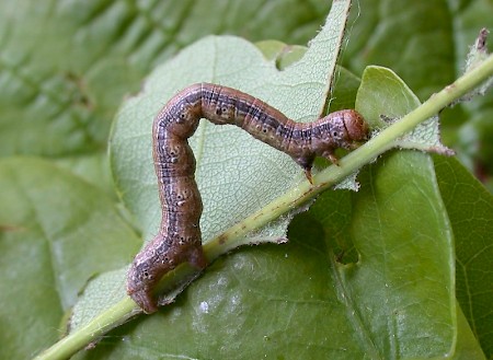 Scarce Umber Agriopis aurantiaria