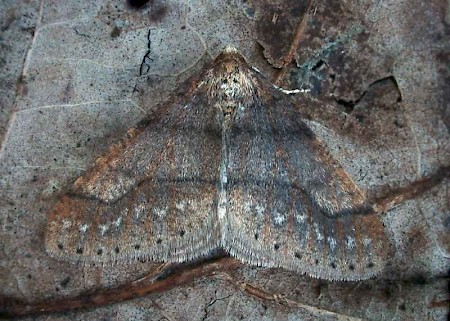 Dotted Border Agriopis marginaria