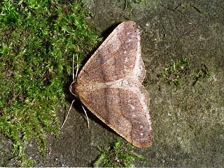 Dotted Border Agriopis marginaria