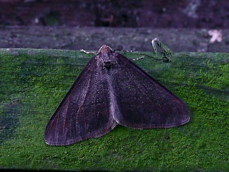 Dotted Border Agriopis marginaria