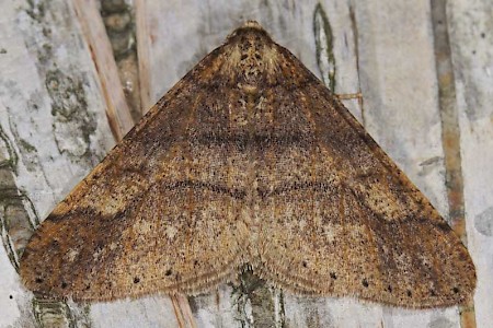 Dotted Border Agriopis marginaria