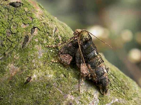 Dotted Border Agriopis marginaria