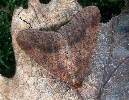 Mottled Umber Erannis defoliaria