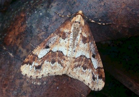 Mottled Umber Erannis defoliaria