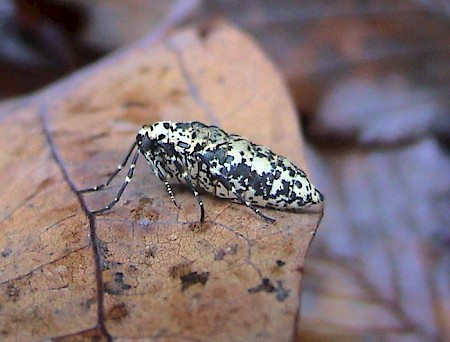 Mottled Umber Erannis defoliaria