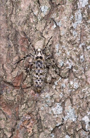 Mottled Umber Erannis defoliaria