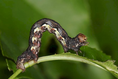 Mottled Umber Erannis defoliaria