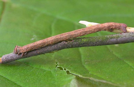 Willow Beauty Peribatodes rhomboidaria