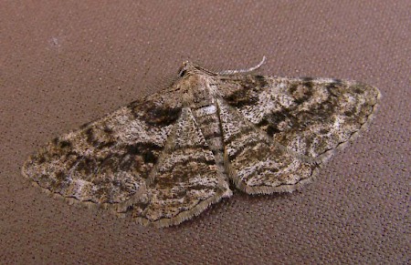 Feathered Beauty Peribatodes secundaria