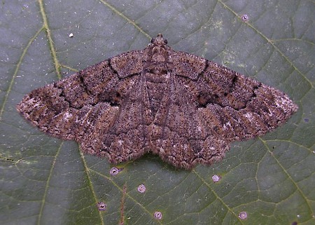 Lydd Beauty Peribatodes ilicaria