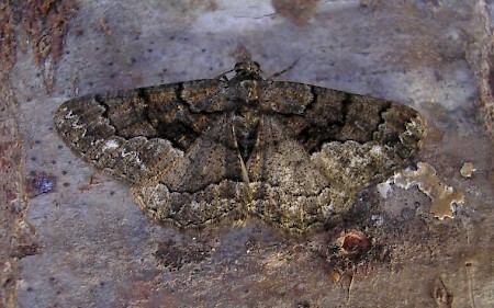 Lydd Beauty Peribatodes ilicaria