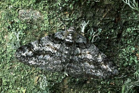 Ringed Carpet Cleora cinctaria