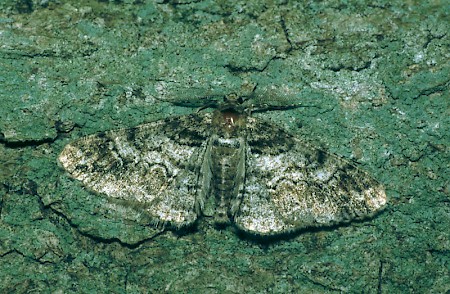 Ringed Carpet Cleora cinctaria