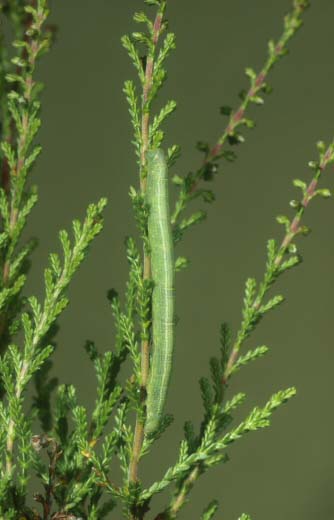 Ringed Carpet Cleora cinctaria