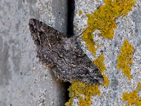 Mottled Beauty Alcis repandata