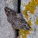 Adult • South Uist, Outer Hebrides • © Chris Johnson