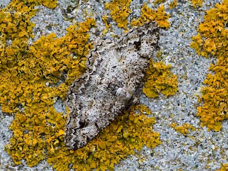 Mottled Beauty Alcis repandata