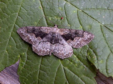 Mottled Beauty Alcis repandata