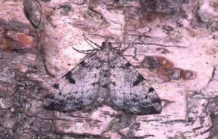 Dotted Carpet Alcis jubata