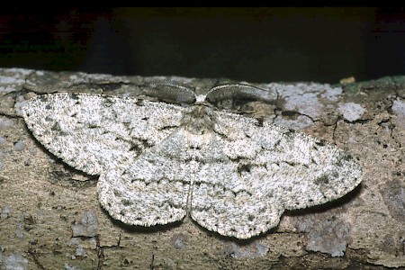 Great Oak Beauty Hypomecis roboraria