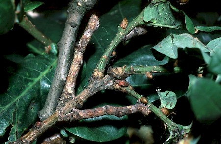 Great Oak Beauty Hypomecis roboraria