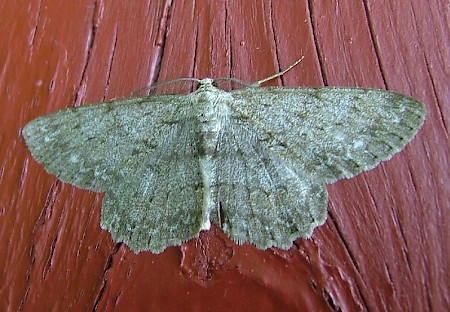 Pale Oak Beauty Hypomecis punctinalis