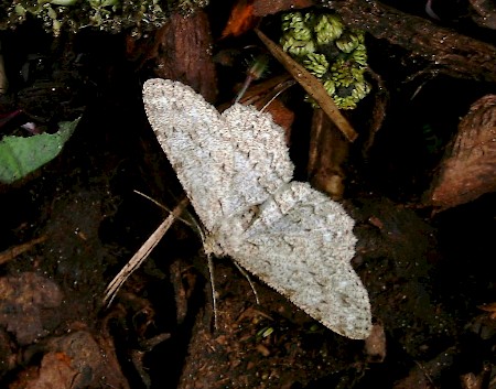 Pale Oak Beauty Hypomecis punctinalis