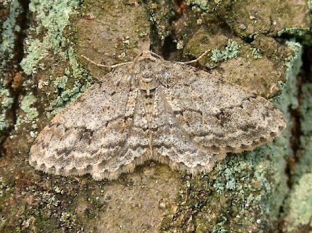 The Engrailed Ectropis crepuscularia