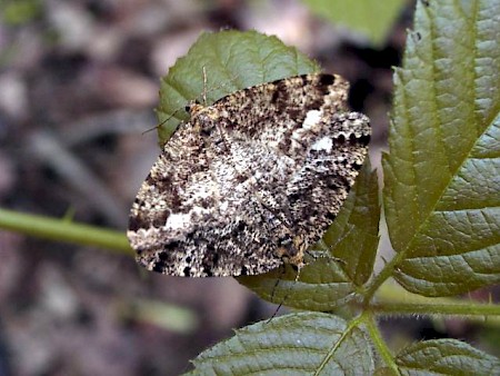 Brindled White-spot Parectropis similaria